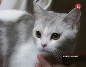 � ������������ ������ ����������� ������� ��������� ������������ �������